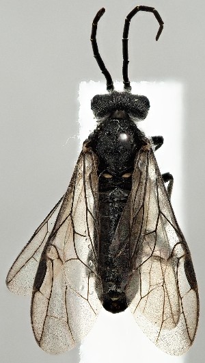  ( - ZMUO.077442)  @11 [ ] by-nc (2023) Marko Mutanen University of Oulu