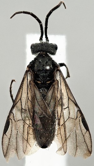  ( - ZMUO.077443)  @11 [ ] by-nc (2023) Marko Mutanen University of Oulu