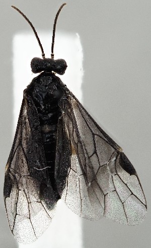  ( - ZMUO.077471)  @11 [ ] by-nc (2023) Marko Mutanen University of Oulu