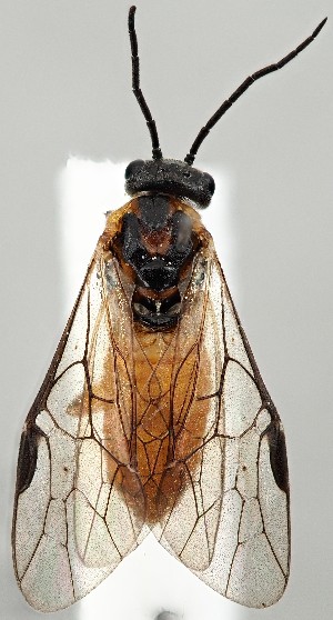  ( - ZMUO.077474)  @11 [ ] by-nc (2023) Marko Mutanen University of Oulu