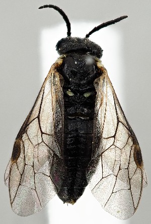  ( - ZMUO.077481)  @11 [ ] by-nc (2023) Marko Mutanen University of Oulu