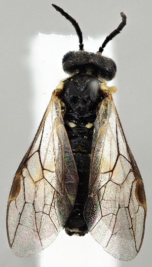  ( - ZMUO.077484)  @11 [ ] by-nc (2023) Marko Mutanen University of Oulu