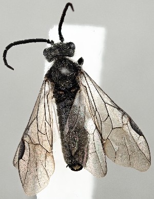  ( - ZMUO.077698)  @11 [ ] by-nc (2023) Marko Mutanen University of Oulu