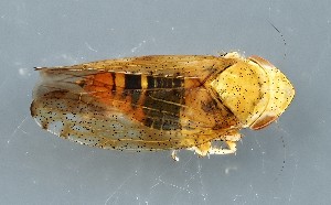  (Fieberiella septentrionalis - ZMUO.079261)  @11 [ ] by-nc (2024) Marko Mutanen University of Oulu
