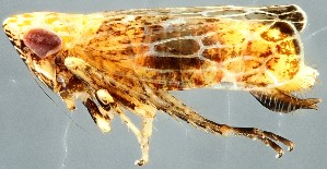  ( - ZMUO.079471)  @11 [ ] by-nc (2024) Marko Mutanen University of Oulu