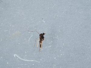  ( - ZMUO.087044)  @11 [ ] by-nc (2024) Marko Mutanen University of Oulu