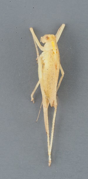  ( - ZMUO.087896)  @11 [ ] by-nc (2025) Sami Karjalainen University of Oulu