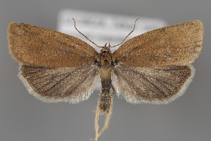  (Aphelia caucasica - ZMUO.107091)  @11 [ ] CreativeCommons - Attribution Non-Commercial Share-Alike (2025) Anssi Vahatalo University of Helsinki