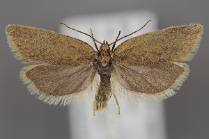  (Clepsis altitudinarius - ZMUO.107092)  @11 [ ] CreativeCommons - Attribution Non-Commercial Share-Alike (2025) Anssi Vahatalo University of Helsinki