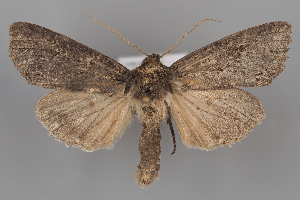  (Apamea kaszabi - ZMUO.108200)  @11 [ ] CreativeCommons - Attribution Non-Commercial Share-Alike (2025) Anssi Vahatalo University of Helsinki