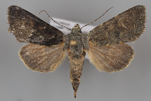  (Hadena dianthecioides - ZMUO.108203)  @11 [ ] CreativeCommons - Attribution Non-Commercial Share-Alike (2025) Anssi Vahatalo University of Helsinki