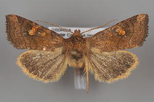  (Amphipoea aslanbeki - ZMUO.108246)  @11 [ ] CreativeCommons - Attribution Non-Commercial Share-Alike (2025) Anssi Vahatalo University of Helsinki