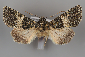  (Hadena nebulosa - ZMUO.108249)  @11 [ ] CreativeCommons - Attribution Non-Commercial Share-Alike (2025) Anssi Vahatalo University of Helsinki