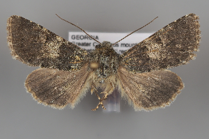  (Hadena weissi - ZMUO.108250)  @11 [ ] CreativeCommons - Attribution Non-Commercial Share-Alike (2025) Anssi Vahatalo University of Helsinki