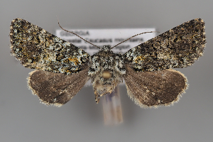  (Hadena wehrli - ZMUO.108252)  @11 [ ] CreativeCommons - Attribution Non-Commercial Share-Alike (2025) Anssi Vahatalo University of Helsinki