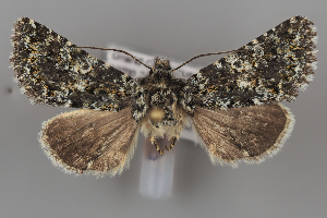  (Hadena secreta - ZMUO.108253)  @11 [ ] CreativeCommons - Attribution Non-Commercial Share-Alike (2025) Anssi Vahatalo University of Helsinki