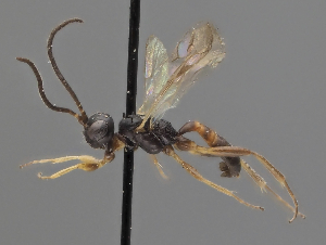  ( - ZMUT.HYM34)  @11 [ ] by-nc (2025) Erkka Laine Luomus