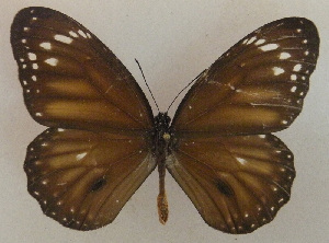  (Danaus affinis - USNM ENT 00645922)  @14 [ ] Unspecified (default): All Rights Reserved  Unspecified Unspecified