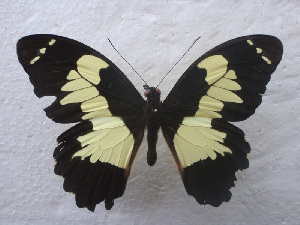  (Papilio euchenor - USNM ENT 00645981)  @15 [ ] Unspecified (default): All Rights Reserved  Unspecified Unspecified