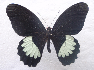  (Papilio ambrax - USNM ENT 00645984)  @14 [ ] Unspecified (default): All Rights Reserved  Unspecified Unspecified