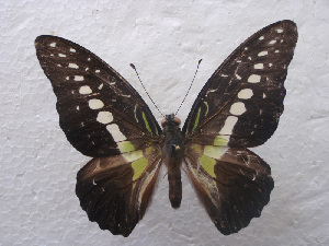  (Graphium wallacei - USNM ENT 00645999)  @14 [ ] Unspecified (default): All Rights Reserved  Unspecified Unspecified
