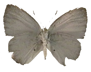  ( - USNM ENT 00705096)  @12 [ ] Unspecified (default): All Rights Reserved  Unspecified Unspecified