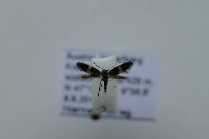  ( - TLMF Lep 21410)  @12 [ ] CreativeCommons - Attribution Non-Commercial Share-Alike (2016) Peter Huemer Tiroler Landesmuseum