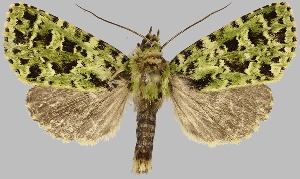  (Hadena chrysochlora - BC-JB0819)  @11 [ ] CC0 (2025) Barbut Jérôme MNHN