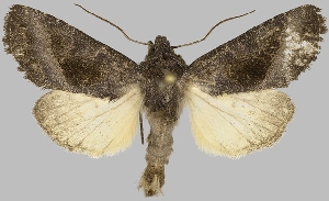  (Nephelistis cedica - BC-JB0823)  @11 [ ] CC0 (2025) Barbut Jérôme MNHN