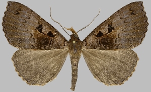  (Nicetas panamensis - BC-JB0824)  @11 [ ] CC0 (2025) Barbut Jérôme MNHN