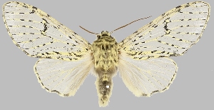  (Oculicattus - BC-JB0827)  @11 [ ] CC0 (2025) Barbut Jérôme MNHN