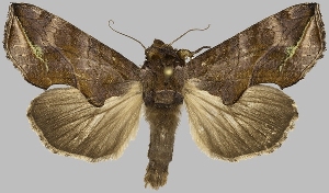  (Oraesia stupenda - BC-JB0828)  @11 [ ] CC0 (2025) Barbut Jérôme MNHN
