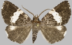  (Pseudogerespa fannius - BC-JB0843)  @11 [ ] CC0 (2025) Barbut Jérôme MNHN