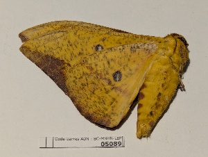  ( - BC-MNHN-LEP05089)  @11 [ ] CCby (2025) Rodolphe Rougerie Museum national d'Histoire naturelle, Paris