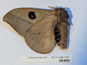  ( - BC-MNHN-LEP05405)  @11 [ ] CCby (2025) Rodolphe Rougerie Museum national d'Histoire naturelle, Paris