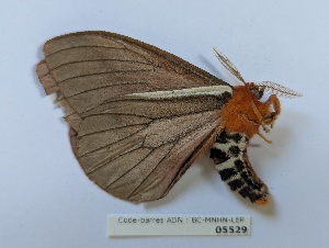  ( - BC-MNHN-LEP05529)  @11 [ ] CCby (2025) Rodolphe Rougerie Museum national d'Histoire naturelle, Paris