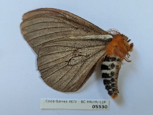  ( - BC-MNHN-LEP05530)  @11 [ ] CCby (2025) Rodolphe Rougerie Museum national d'Histoire naturelle, Paris