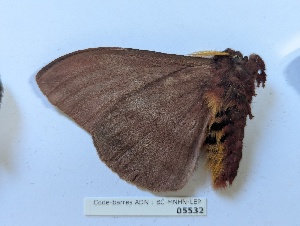  ( - BC-MNHN-LEP05532)  @11 [ ] CCby (2025) Rodolphe Rougerie Museum national d'Histoire naturelle, Paris