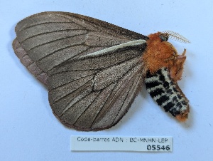  ( - BC-MNHN-LEP05546)  @11 [ ] CCby (2025) Rodolphe Rougerie Museum national d'Histoire naturelle, Paris