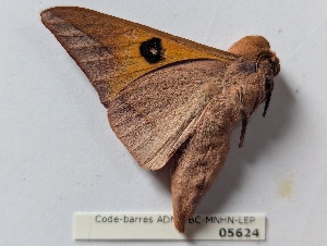  ( - BC-MNHN-LEP05624)  @11 [ ] CCby (2025) Rodolphe Rougerie Museum national d'Histoire naturelle, Paris