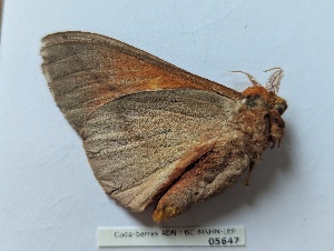  ( - BC-MNHN-LEP05647)  @11 [ ] CCby (2025) Rodolphe Rougerie Museum national d'Histoire naturelle, Paris