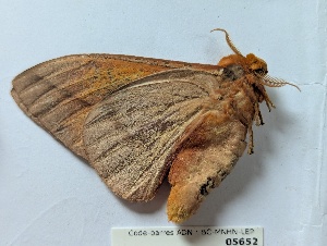  ( - BC-MNHN-LEP05652)  @11 [ ] CCby (2025) Rodolphe Rougerie Museum national d'Histoire naturelle, Paris