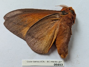  ( - BC-MNHN-LEP05653)  @11 [ ] CCby (2025) Rodolphe Rougerie Museum national d'Histoire naturelle, Paris