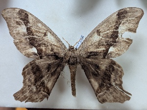  ( - BC-MNHN-LEP05100)  @11 [ ] CCby (2025) Rodolphe Rougerie Museum national d'Histoire naturelle, Paris