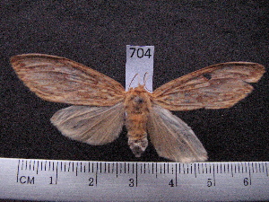  (Leucanopsis biedala - MMZ0552)  @14 [ ] Copyright (2010) Mauricio M. Zenker Universidade Federal do Parana