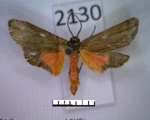  (Metalobosia varda - MMZ1279)  @13 [ ] CreativeCommons - Attribution Non-Commercial (2012) Mauricio M. Zenker UFPR