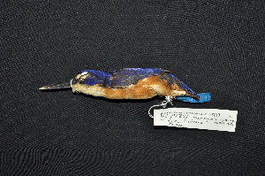  (Ceyx solitarius - LGR-082.2)  @11 [ ] CreativeCommons  Attribution Non-Commercial Share-Alike (2037) Hidayat Hashari Indonesian Institute of Sciences, Museum Zoologicum Bogoriense