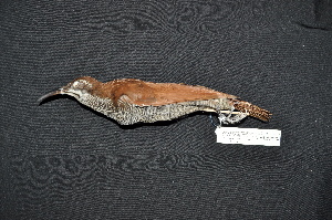  (Ptiloris magnificus - LGR-064.2)  @11 [ ] CreativeCommons  Attribution Non-Commercial Share-Alike (2111) Hidayat Hashari Indonesian Institute of Sciences, Museum Zoologicum Bogoriense