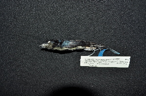  (Melanocharis nigra - LGR-012.2)  @11 [ ] CreativeCommons  Attribution Non-Commercial Share-Alike (2111) Hidayat Hashari Indonesian Institute of Sciences, Museum Zoologicum Bogoriense