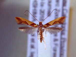  ( - IO-858)  @11 [ ] CreativeCommons - Attribution Non-Commercial (2018) Issei Ohshima Kyoto Prefectural University